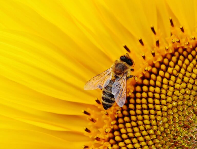 Lire la suite à propos de l’article Vous avez dit biodiversité ?